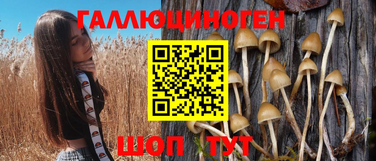 Галлюциногенные грибы Psilocybe Кондопога